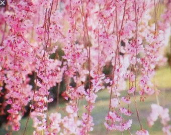 Cerezo llorón japonés de segundo año, 18 pulgadas de alto, flor rosa ornamental, adorno en forma de semilla de péndula