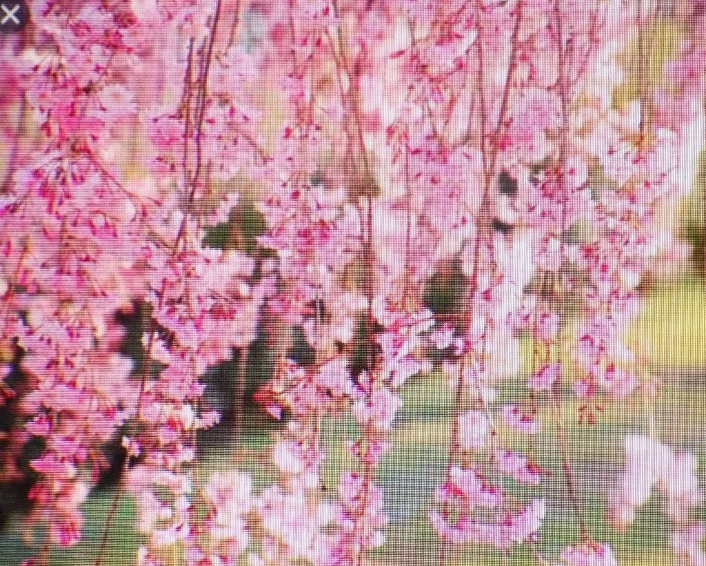 Cherry Cherry Fallin' Cherryセット　ピンク Japanese Cherry Tree Seedling 8 Inches Tall Pink Flower