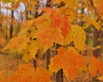 Sugar Maple tree seedling 8 to 10 inches tall well rooted beautiful orange colors in the fall (acer saccharum)  PRE SALE March 29th 2024