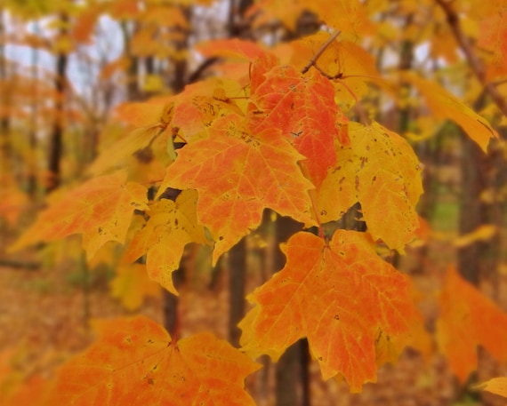 Sugar Maple Tree Seedling 8 to 10 Inches Tall Well Rooted - Etsy