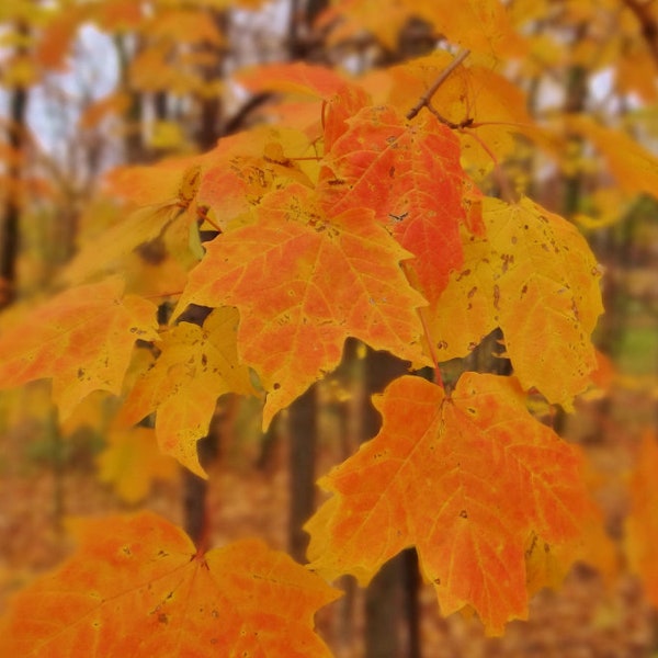 Sugar Maple tree seedling 8 to 10 inches tall well rooted beautiful orange colors in the fall (acer saccharum)  PRE SALE March 29th 2024