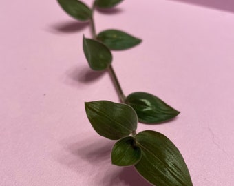 Bunny Belly Tradescantia Cuttings