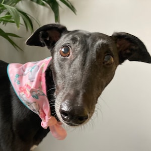 May include: A black Greyhound dog wearing a pink and blue bandana with a floral pattern. The dog is looking directly at the camera with a curious expression.