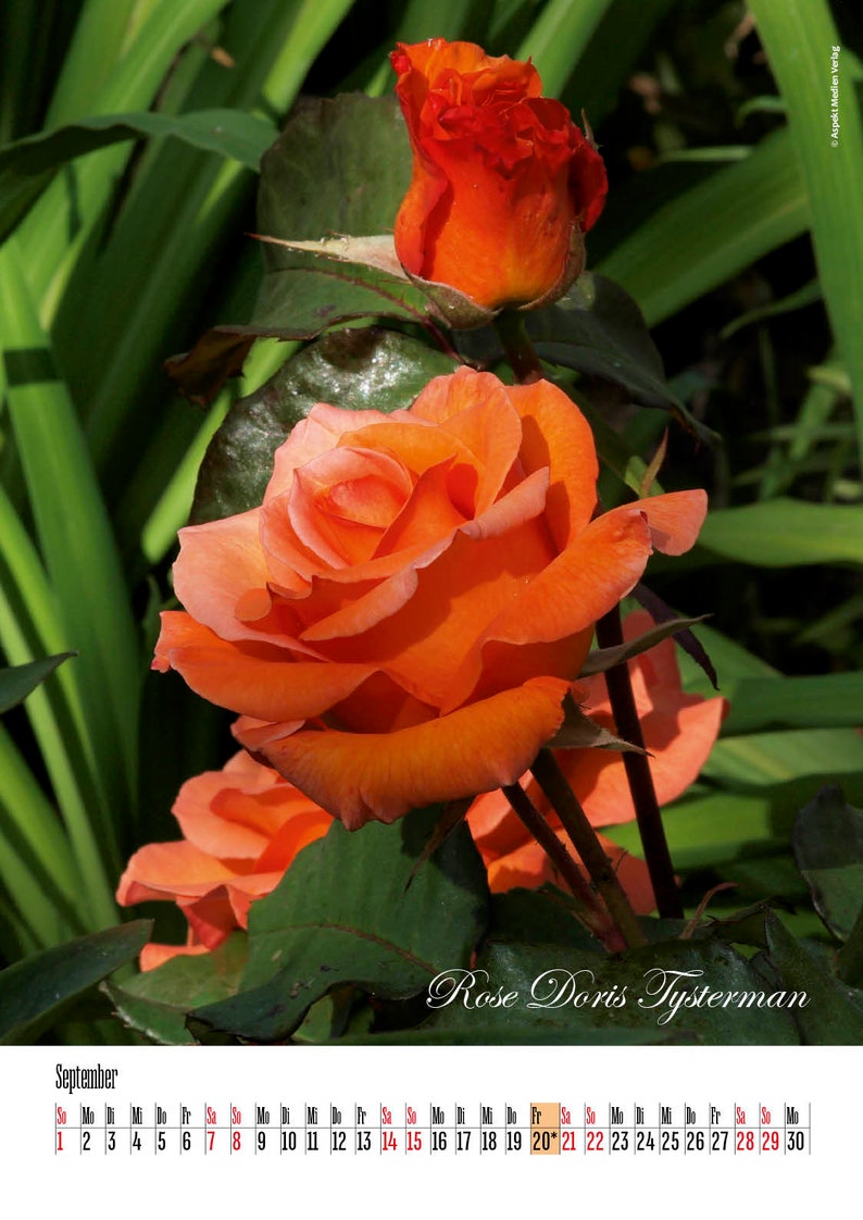 Calendar 2024 Roses Roses / 2024 Wall Calendar A3 / Rose Garden