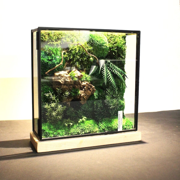 Terrarium végétal stabilisé, Paysage sous verre, Terrarium