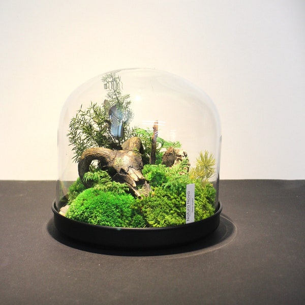 Terrarium végétal stabilisé, Paysage sous cloche, Terrarium