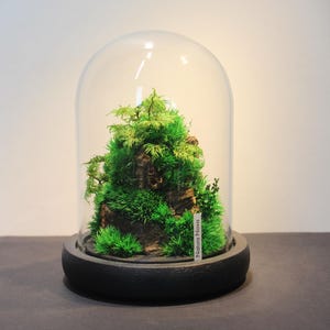 Landscape under glass, Stabilized plant terrarium, Gift idea