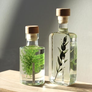 Duo of submerged plants NATURA NOVA, Herbarium, Gift idea, Herbarium