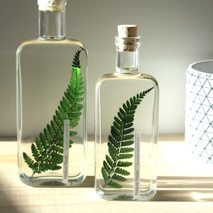 NATURA NOVA Planta Sumergida, Herbario, Planta en Líquido Conservante, Idea de Regalo