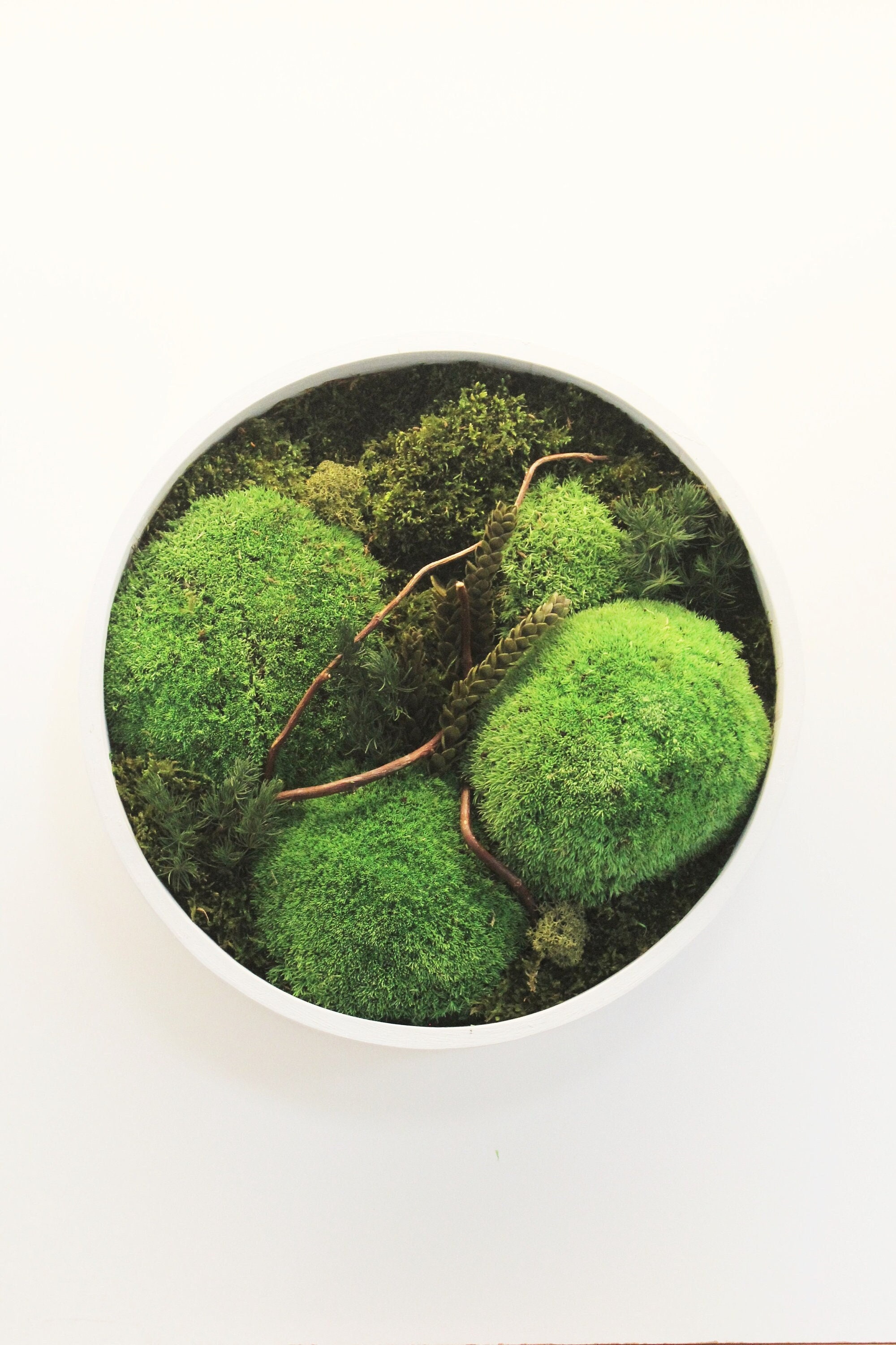 Cadre Végétal Stabilisé, Tableau Végétal, Preserved Moss Frame, Cadeau de Noël