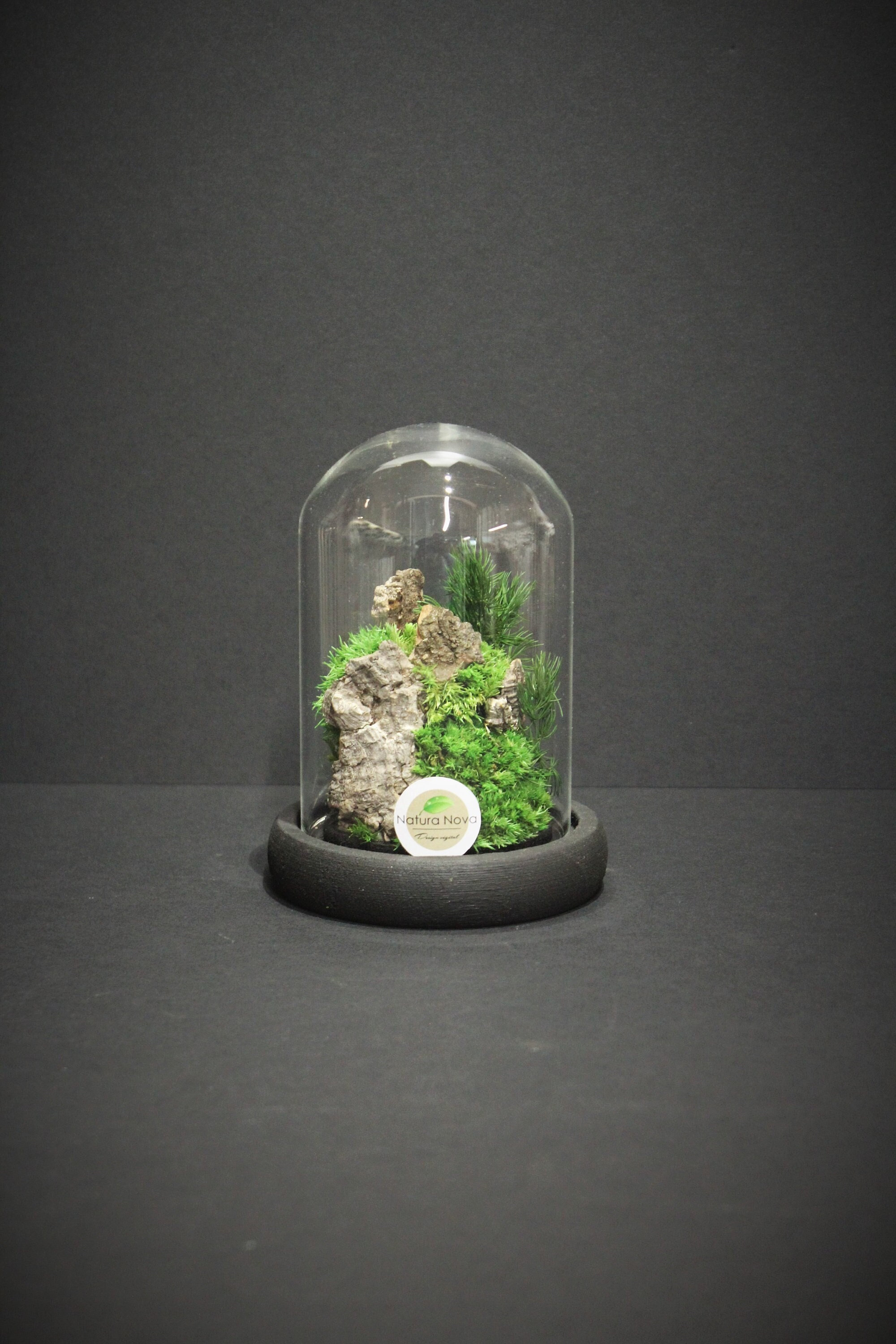 Paysage Sous Cloche, Terrarium Végétaux Stabilisés, Preserved Moss Terrarium, Cadeau de Saint Valent