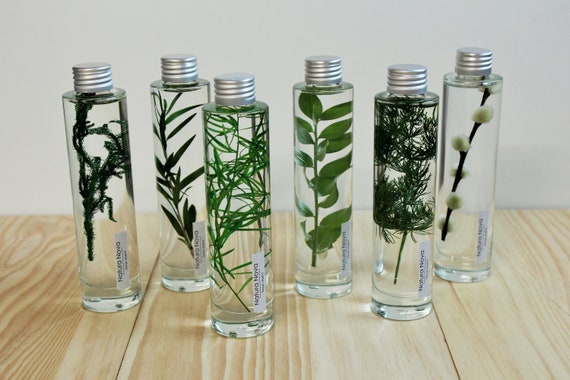 Plante immergée, Herbarium, Plante dans un liquide de conservation, Idée de  cadeau -  Canada