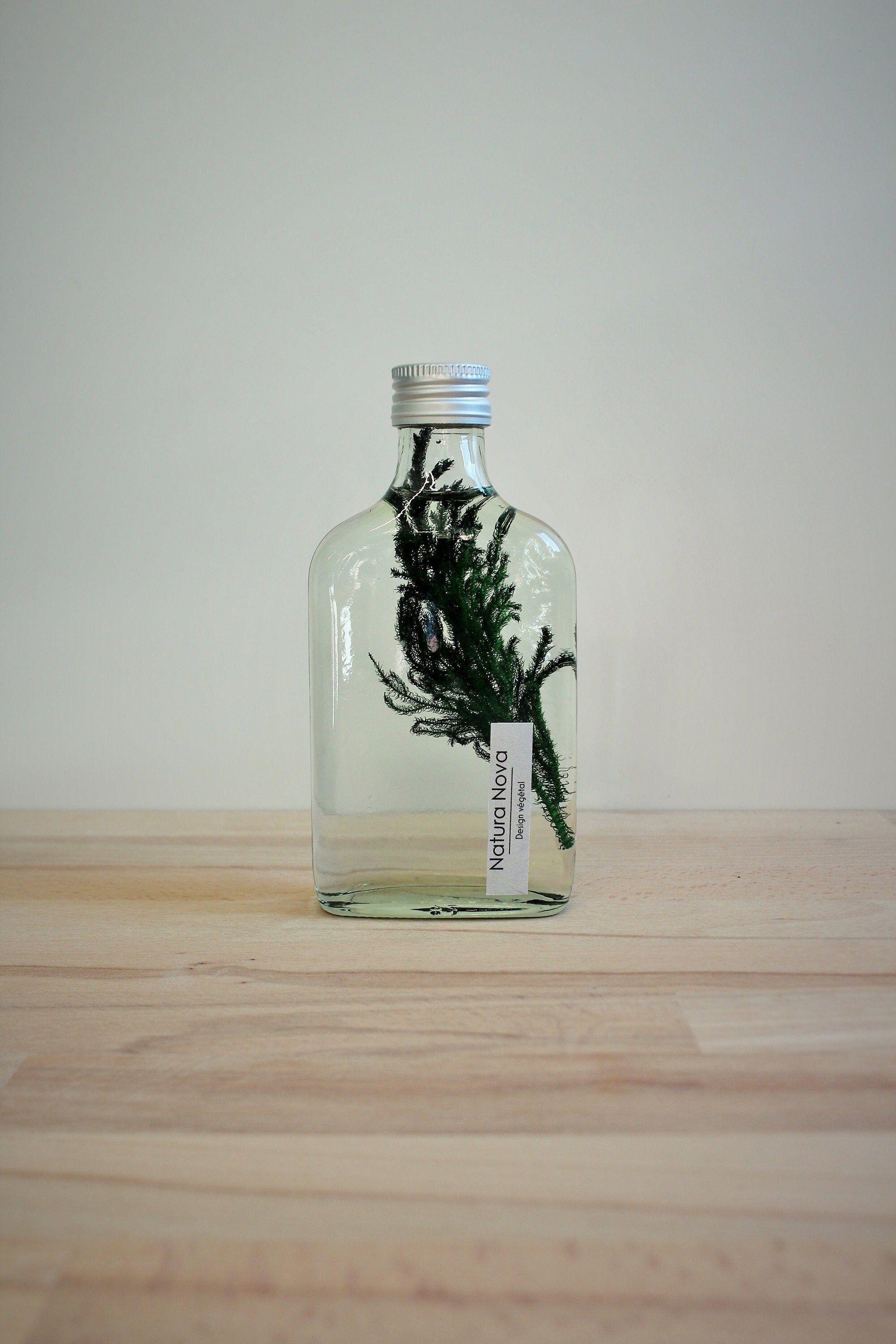 Plante Immergée, Herbarium en Bouteille, Plant in Bottle