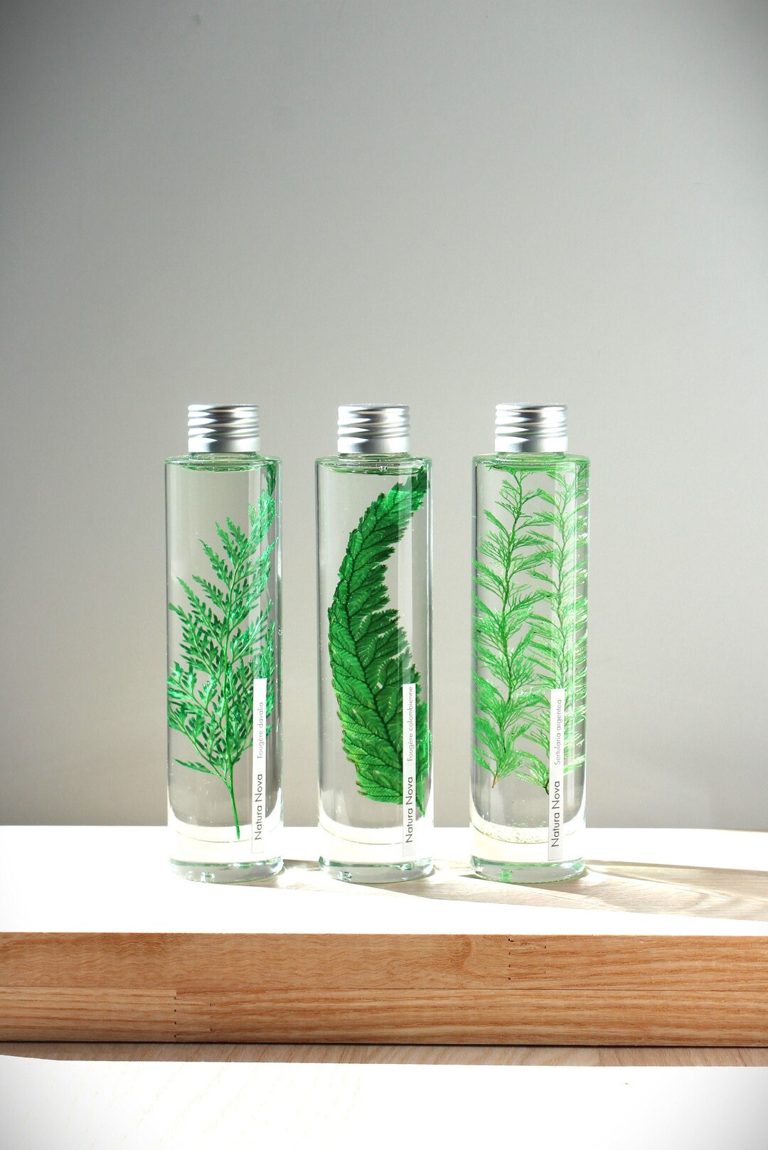 Trio De Bébés Plantes Tropicales - Petites Plantes Décoration Intérieure, Origine France