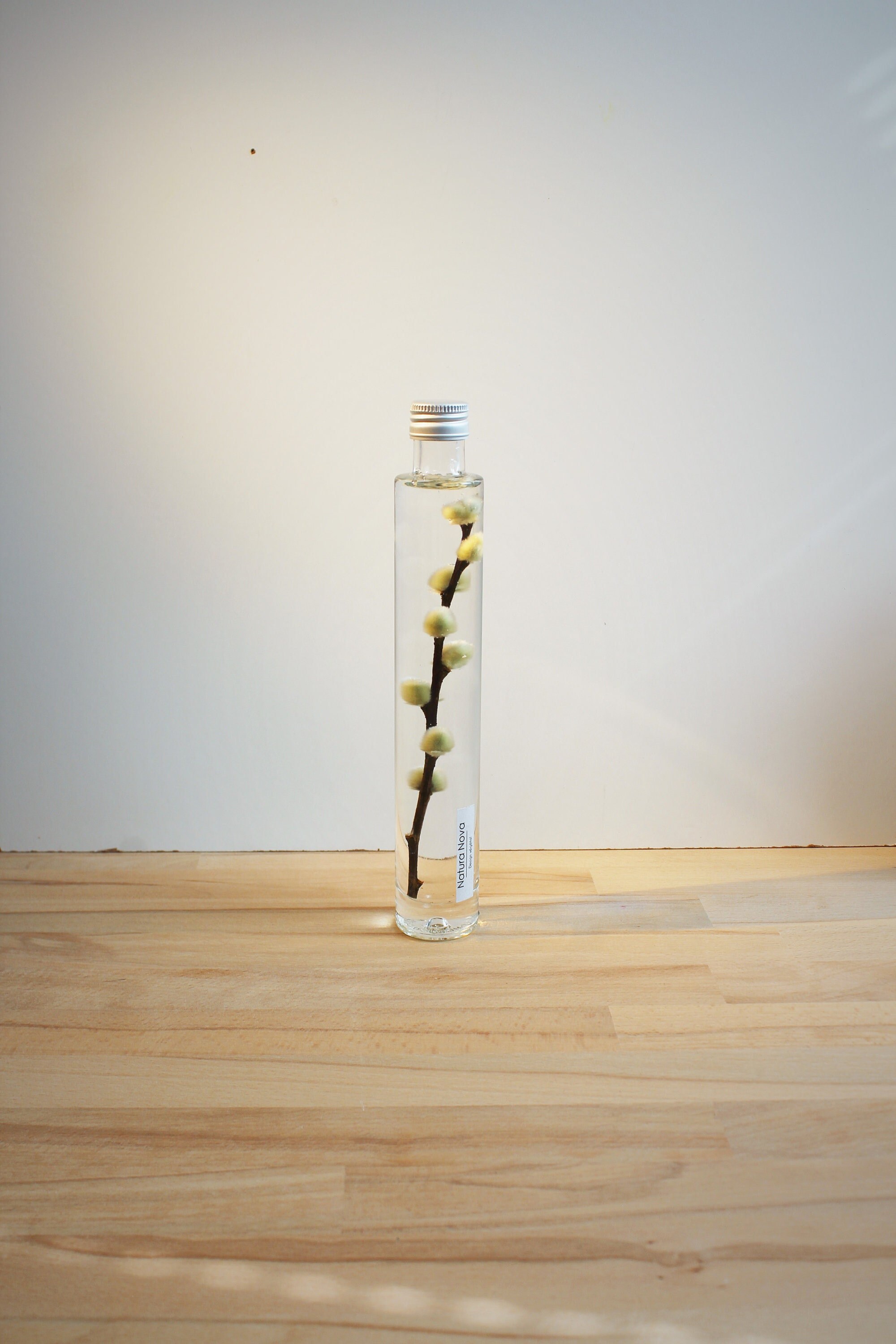 Plante Immergée, Herbarium, Plant in A Bottle