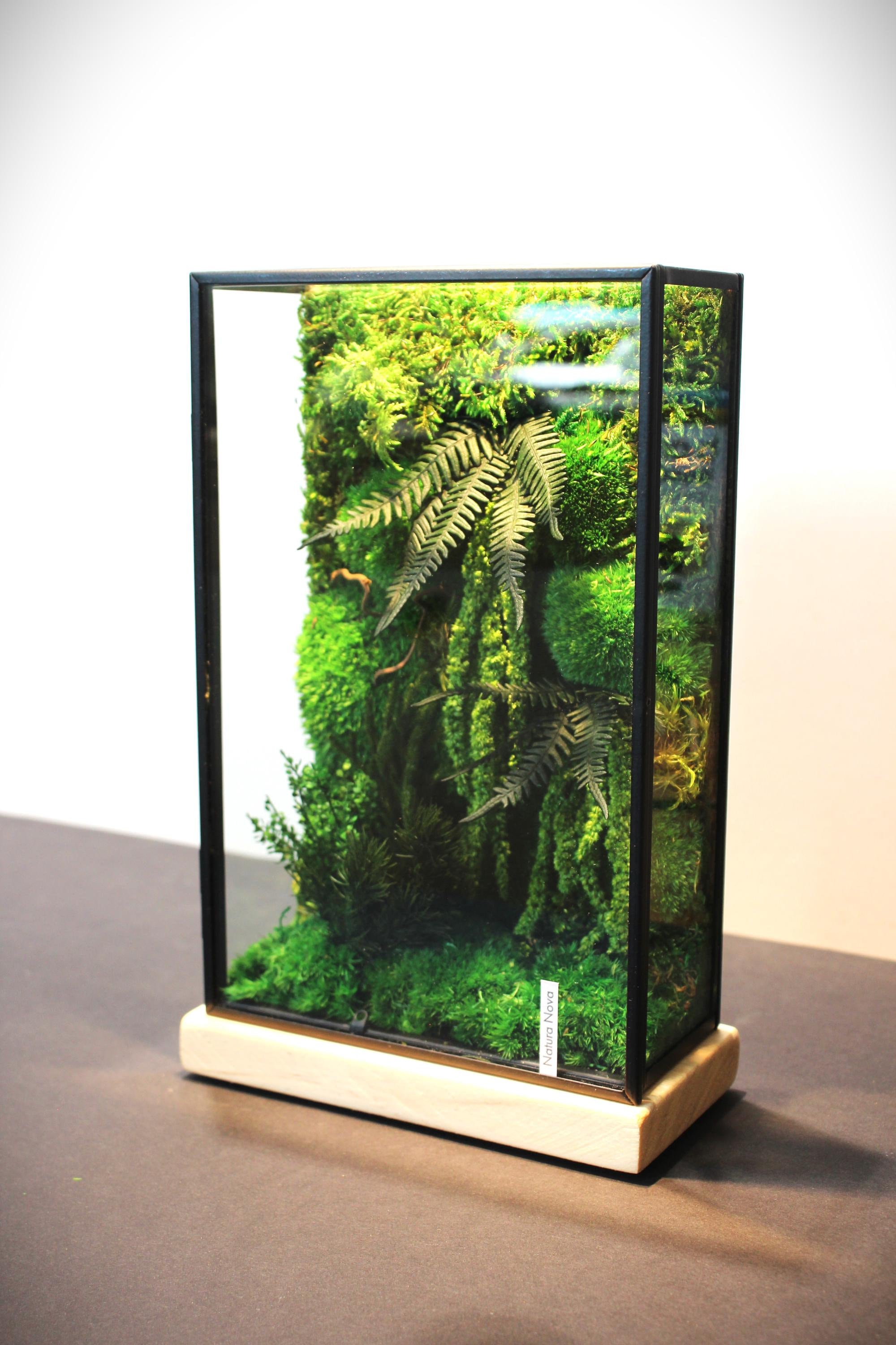 Mini plants for terrariums Italia