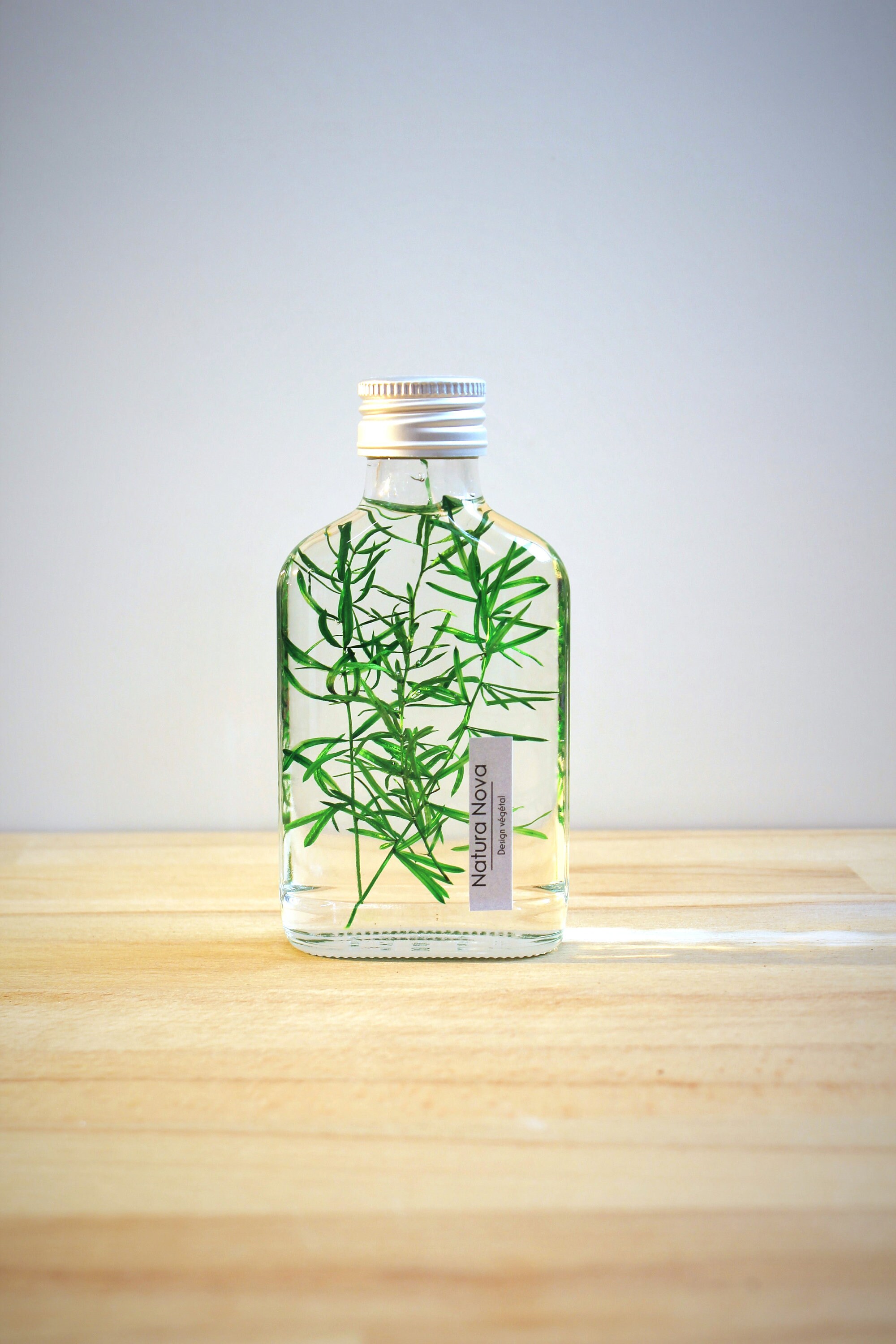 Plante immergée, Herbarium en bouteille, Plante dans un liquide -   France