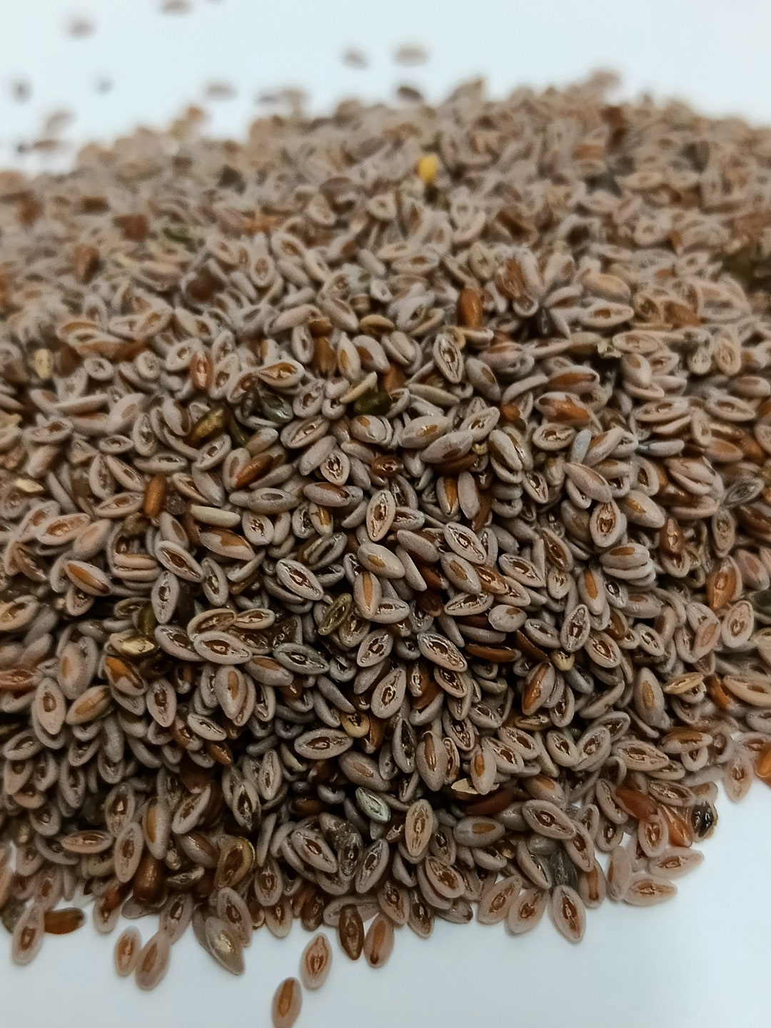Psyllium Seeds 150 Gram بذور القاطونة Etsy Psyllium Seeds 150 Gram بذور القاطونة Etsy