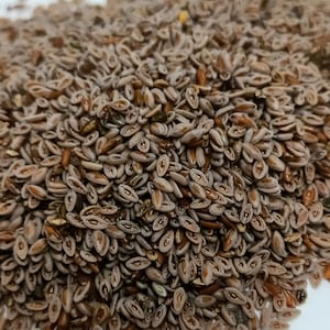 Psyllium seeds 150 gram بذور القاطونة