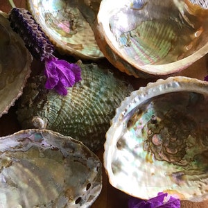 Small Natural Australian Abalone Shell