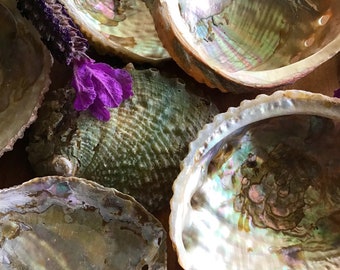Small Natural Australian Abalone Shell