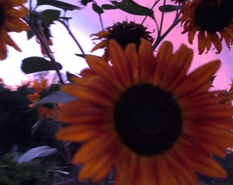 Orange Burst Sunflower Seeds