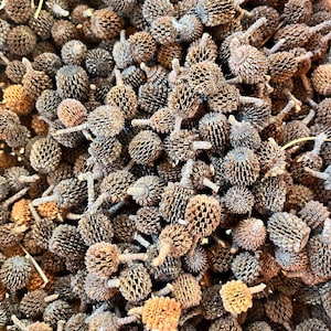 x20 mini pine cones for resin inclusion and floral decoration