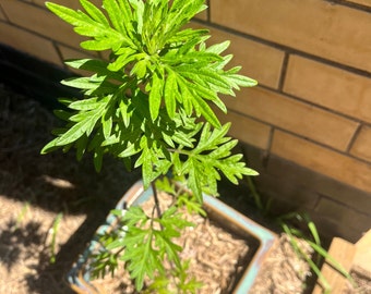 Mugwort Plant