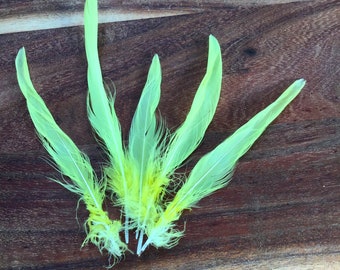 Yellow Cockatoo Crest Feather