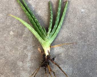 Aloe Vera Plant