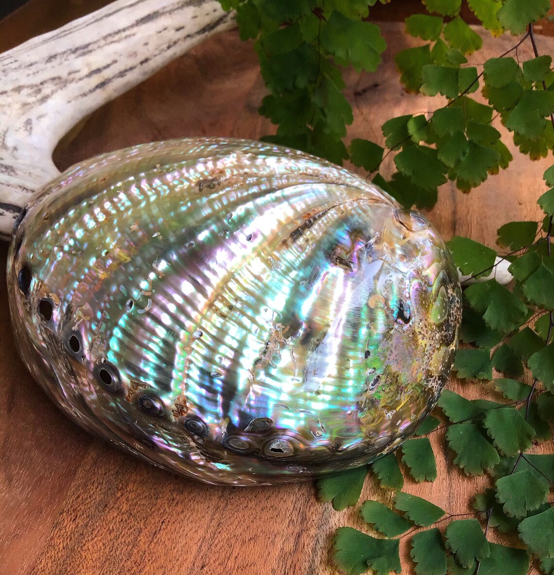 2 Stück Natürliche Abalone-Muschelschalen – Perfekt Als Räucherschale, Aquarium-Deko Oder Strand-Stil-Accessoire