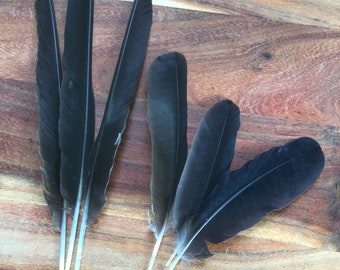 Raven Crow Feathers