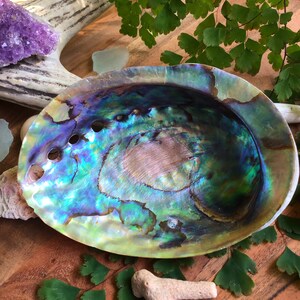 Australian Half Polished Abalone Shell - “large Half Polished Shell ...