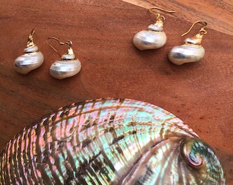 Baby Turbo Sea Shell Gold Earrings