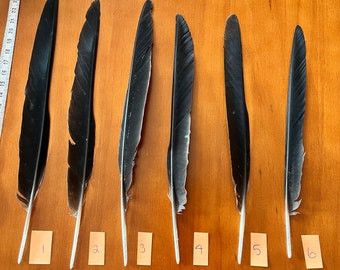Raven Crow Feathers