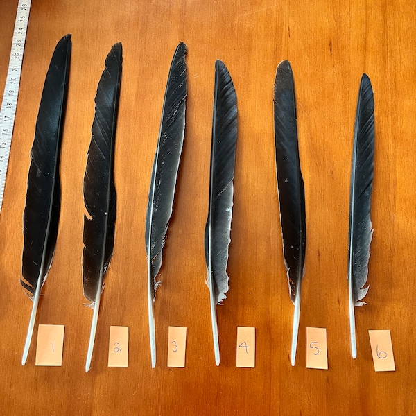 Raven Crow Feathers