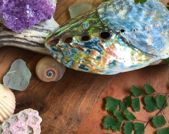 Australian Half Polished abalone Shell - “Large Half Polished Shell”