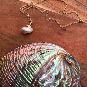 Small Turbo Sea Shell Necklace