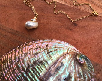 Small Turbo Sea Shell Necklace