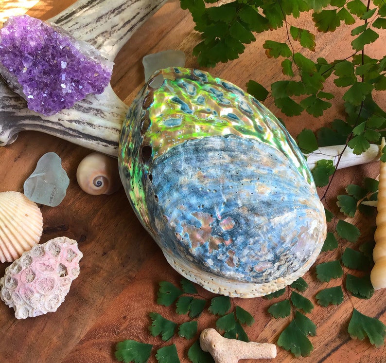 Australian Half Polished Abalone Shell large Half Polished - Etsy Canada
