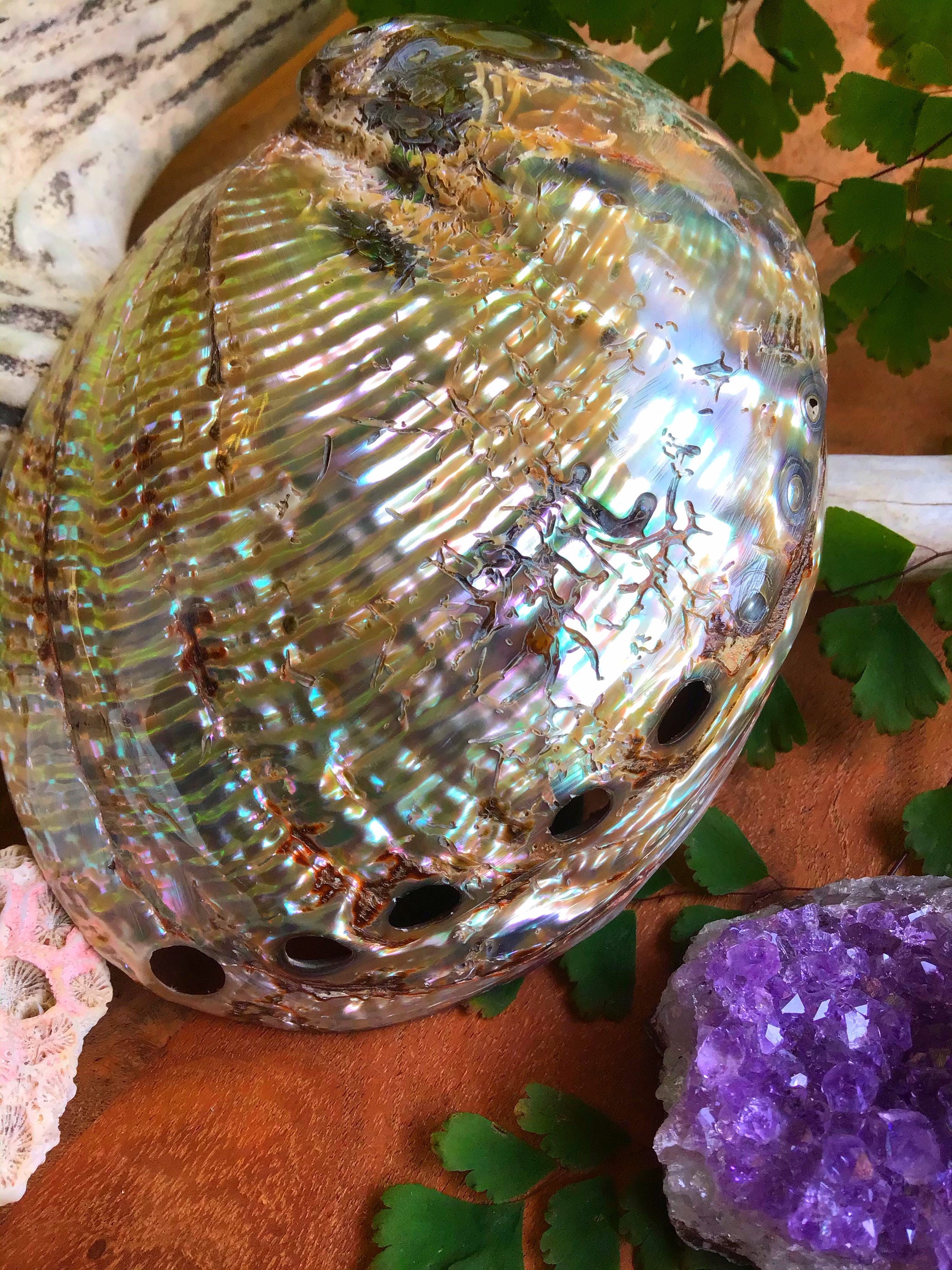 Australian Abalone Shell “ Medium Shell