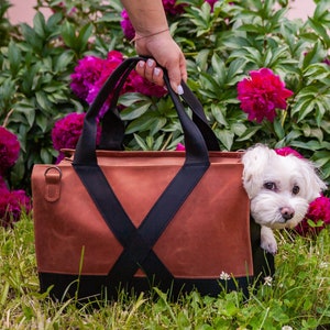 Louis Vuitton Pet Carrier With Dog Stock Photo - Download Image