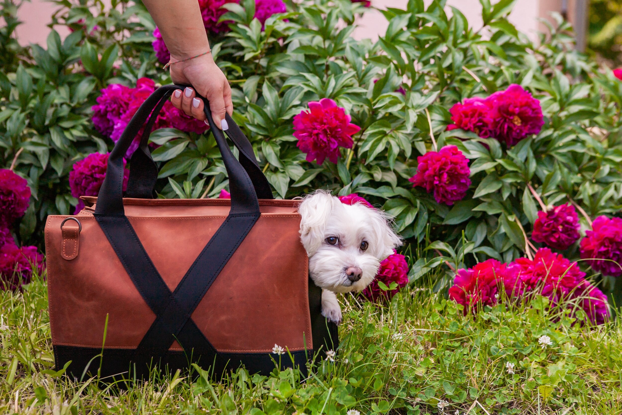 Vibrant Life Pet Tote Bag Carrier for Small Dogs, Black, and Brown