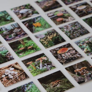 May include: A collection of small square photos featuring various types of mushrooms growing in a forest setting. The photos are arranged in a grid pattern on a white surface.