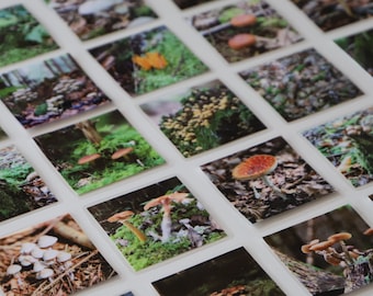 Printable Mushroom Memory Game