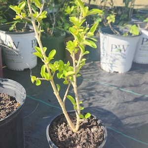 Organic Weeping Barbados Cherry Dwarf Bonsai