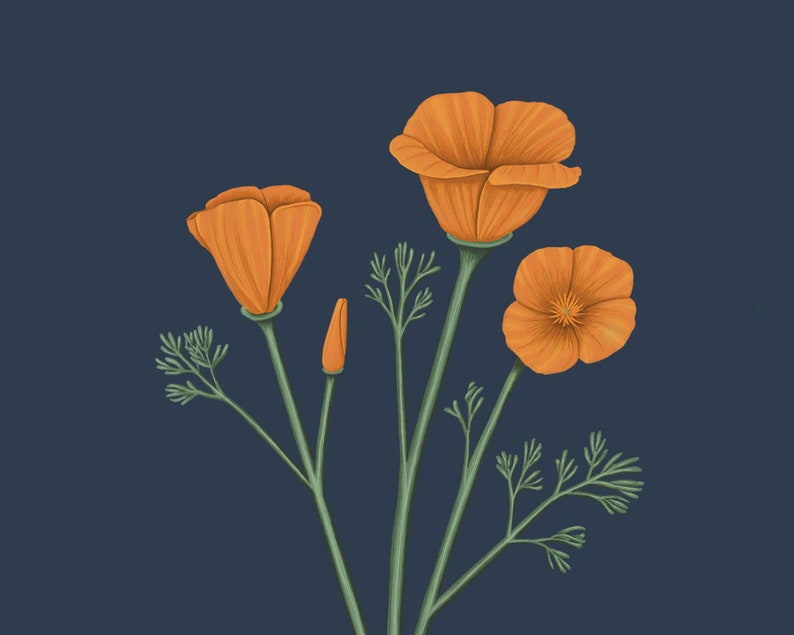 California Poppy Print image 4