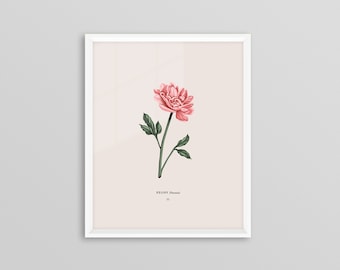 Peony Art Print, Vintage Botanical Illustration (8x10)