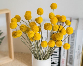 GHY Decor Trockenblumen - Craspedia - Trommelstöcke getrocknet natur - getrockneter Blumenstrauß - gelb