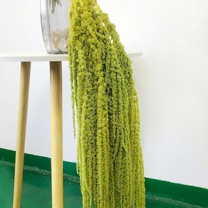 Dried wisteria flowers, Amaranthus Flower, Natural Bleached Amaranthus Hanging Vine Flowers, dried hanging flowers Wedding Home Decor image 8